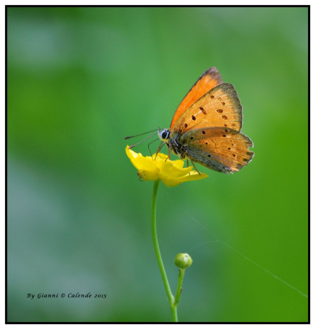 Lycaena virgaureae? S